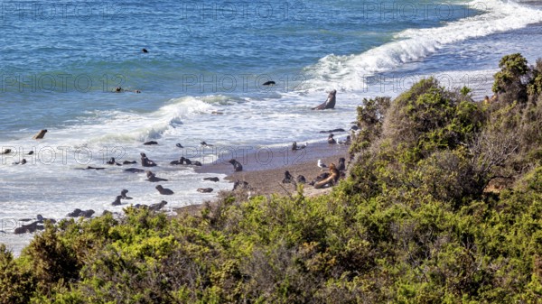 The pristine sea coast with sea lions in the waves and surrounding nature offers breathtaking ocean views, the maned seals (Otaria flavescens) on the beach of Peninsula Valdes in Argentina