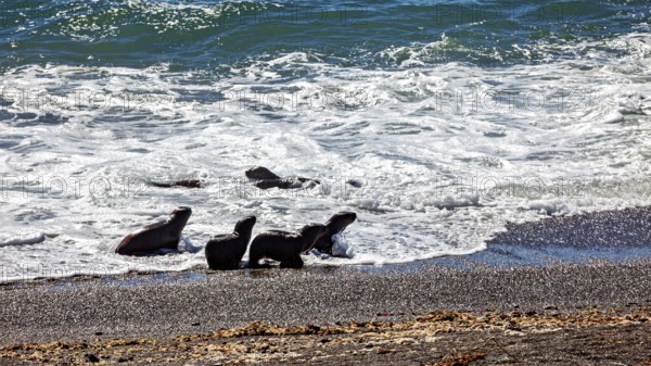 Sea lions at the water's edge where the waves meet the beach, The maned seals (Otaria flavescens) on Peninsula Valdes beach in Argentina