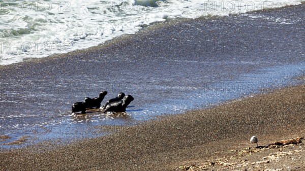 Sea lions on the seashore with a bird nearby and brown algae on the sand, characterizing the landscape, The maned seals (Otaria flavescens) on the beach of Peninsula Valdes in Argentina