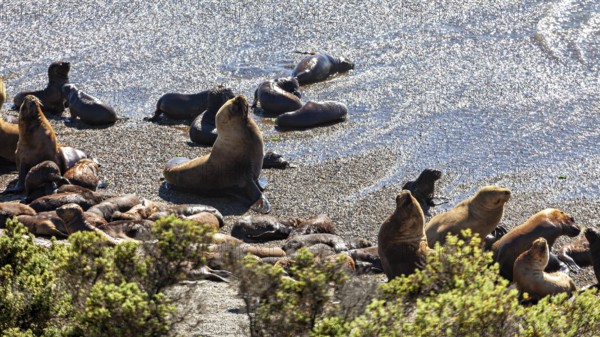 Sea lions rest on a sunlit sandy beach overlooking the sea in a natural landscape, the maned seals (Otaria flavescens) on Peninsula Valdes beach in Argentina