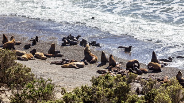 Sea lions frolic on the coast, relax and enjoy the ocean waves on the beach, the maned seals (Otaria flavescens) on Peninsula Valdes beach in Argentina