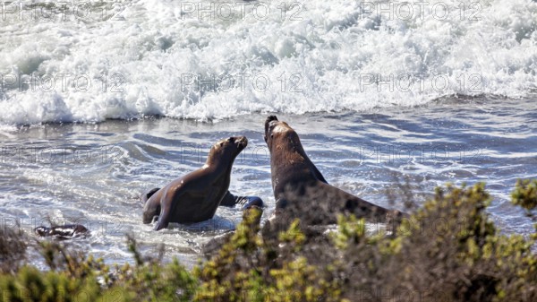 Sea lions play in ocean waves surrounded by sand and plants as they interact with each other, The maned seals (Otaria flavescens) on Peninsula Valdes beach in Argentina