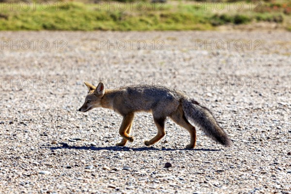 A fox runs across a gravel path in nature surrounded by sunshine, The Argentinean fighting fox (Lycalopex griseus)
