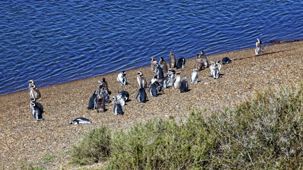 A group of penguins stand on a pebble beach next to blue water in natural surroundings, The Magellanic Penguin (Spheniscus magellanicus) from Punta Tombo in Argentina