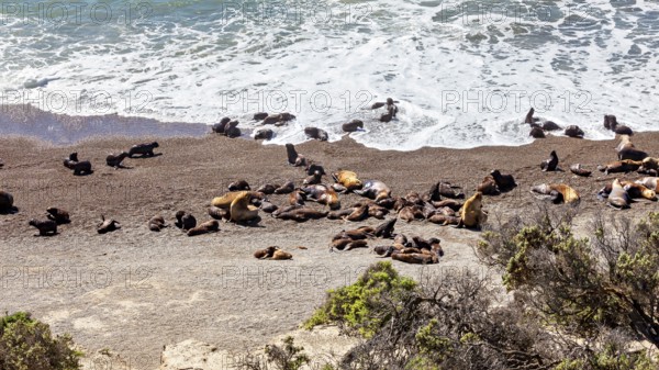 Sea lions rest on the rocky beach near the burning coastal waves, the maned seals (Otaria flavescens) on the beach of Peninsula Valdes in Argentina