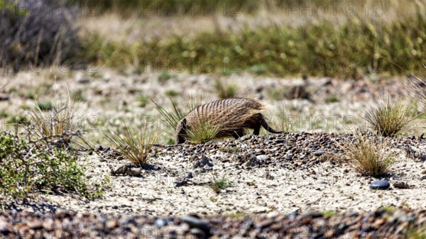 An armadillo runs through a dry desert landscape with sparse vegetation, the brown-bristled armadillo (Chaetophractus villosus) of the Valdes Peninsula in Argentina