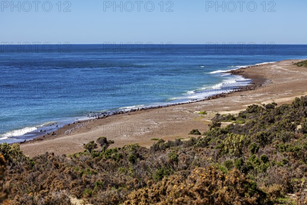 A quiet coastal landscape with wide beaches and lush vegetation under clear skies, The landscape of Peninsula Valdes in Argentina