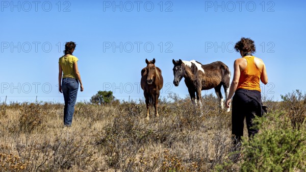 Two people approach two horses in a meadow under a blue sky, The wild horses on the Valdes Peninsula in Argentina