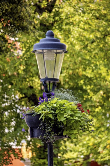 A street lamp with lush plants hanging down from it, surrounded by green trees in the background, historic street lamp on the market square of Arnstadt in Thuringia
