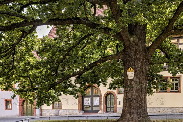Large tree next to a historic half-timbered building, green leaves and cast shadows, old tree and natural monument in the old town of Arnstadt in Thuringia