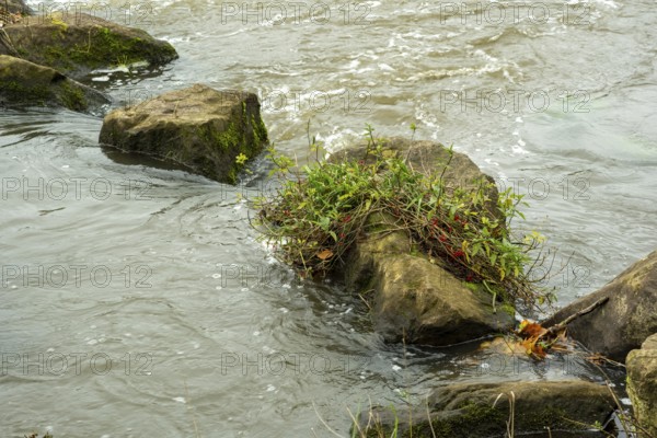 Borken-Hoxfeld, NRW, Germany, Calm river water flows around large rocks, highlighting lush green plants emerging from the stones, creating a serene and natural landscape scene