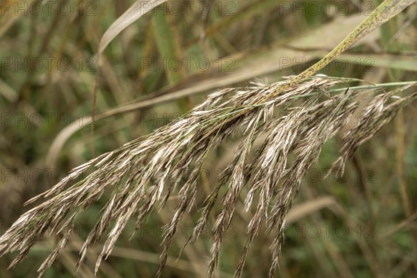 Borken-Hoxfeld, NRW, Germany, Tall grasses sway gently in the breeze under the bright sun. This peaceful scene highlights the beauty of natural landscapes and the simplicity of rural life