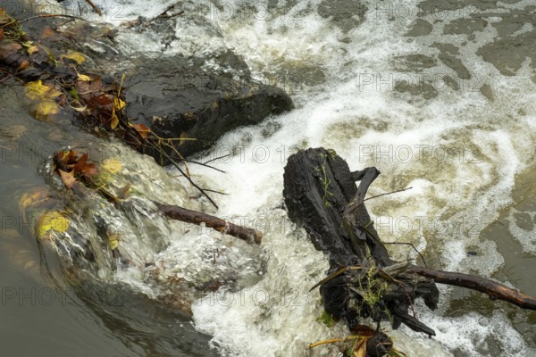 Borken-Hoxfeld, NRW, Germany, Clear water flows over dark rocks and scattered fallen leaves in a tranquil stream setting. The autumn season adds a picturesque charm to the landscape