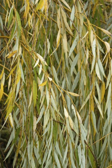 Borken-Hoxfeld, NRW, Germany, Willow branches display vibrant green and yellow leaves, captured in a tranquil outdoor environment during the autumn season. Nature's colors blend beautifully