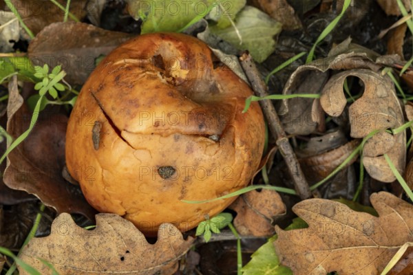 Borken-Hoxfeld, NRW, Germany, A brown mushroom lies on the ground among dry leaves and grass, showcasing the colors of the autumn season in a forest. The scene captures the natural decay and beauty of the forest floor
