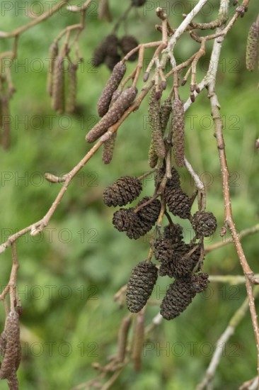 Borken-Hoxfeld, NRW, Germany, Brown catkins hang from a bare tree branch, surrounded by lush green grass in a field during late autumn. The scene captures the transition of nature's seasons