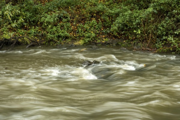 Borken-Hoxfeld, NRW, Germany, A serene river flows steadily through a forested area, with gentle currents creating ripples on the surface, surrounded by vibrant green plants and trees during the afternoon