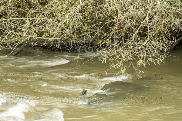 Borken-Hoxfeld, NRW, Germany, Fast-moving river water glides over rocks, surrounded by trees with bare branches. The scene captures the beauty of nature in a serene setting during the day