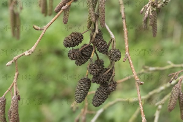 Borken-Hoxfeld, NRW, Germany, Pine cones and catkins dangle from branches, surrounded by vibrant green foliage, highlighting the beauty of nature in a serene outdoor environment in spring