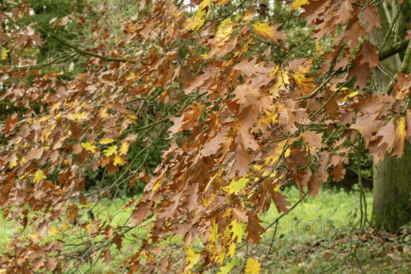 Borken-Hoxfeld, NRW, Germany, Golden and orange leaves hang from branches in a serene forest during fall. The ground is covered in colorful foliage, creating a picturesque scene
