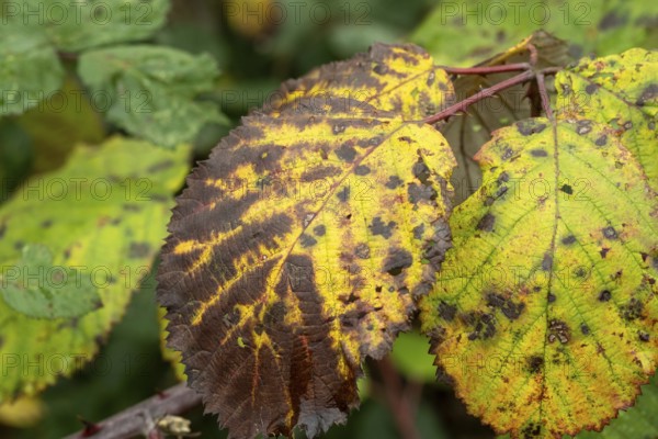 Borken-Hoxfeld, NRW, Germany, Bright yellow and brown leaves show signs of fall with unique patterns and spots. These leaves rest among green foliage, capturing the essence of autumn
