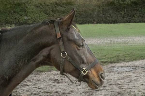 Borken-Hoxfeld, NRW, Germany, A black horse with a calm expression stands by a wooden fence in a vibrant green field. The sun shines down, creating a peaceful atmosphere in the rural setting