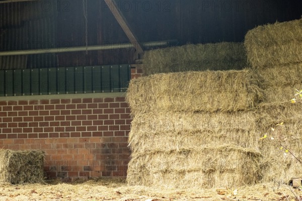 Borken-Hoxfeld, NRW, Germany, Stacks of hay bales fill a barn, showcasing a warm, earthy environment. Sunlight filters into the space, creating a calm, agricultural scene in the countryside