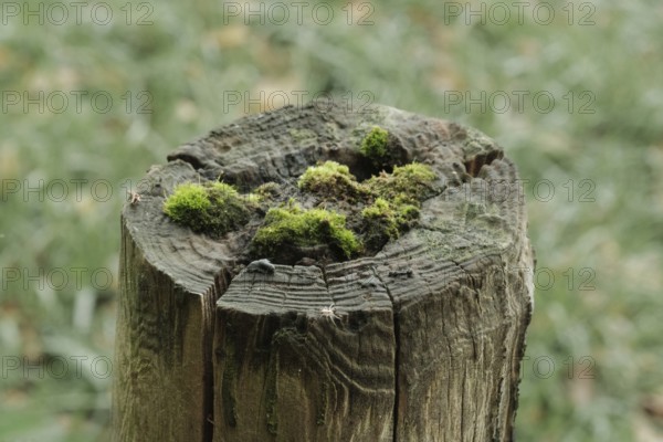 Borken-Hoxfeld, NRW, Germany, A rustic wooden stump stands in a lush outdoor area, adorned with bright green moss. The natural light highlights the texture of the wood and moss, creating a peaceful scene