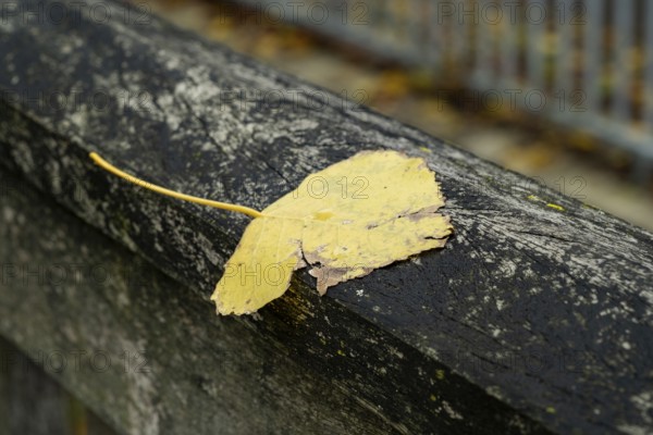 Borken-Hoxfeld, NRW, Germany, A single yellow leaf sits on a dark, weathered railing in a serene park setting. Surrounding trees display vibrant autumn colors, enhancing the peaceful atmosphere