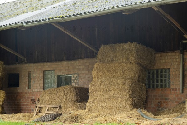 Borken-Hoxfeld, NRW, Germany, Stacks of hay bales are neatly arranged next to a barn. The scene captures a rural setting with a cloudy sky, highlighting farming life in the countryside