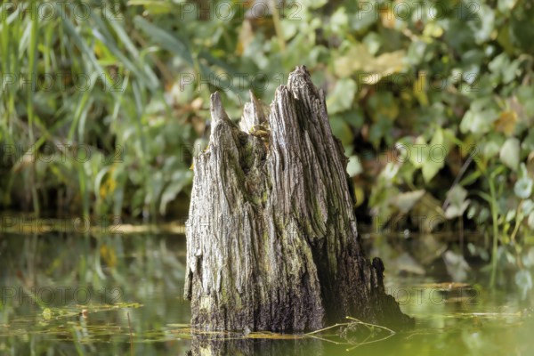 A tree stump stands in water surrounded by plants, Erfurt, Thuringia, Germany