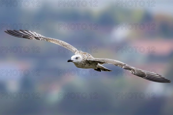 Steppe gull (Larus cachinnans) flying over the coast in clear weather, Erfurt, Thuringia, Germany