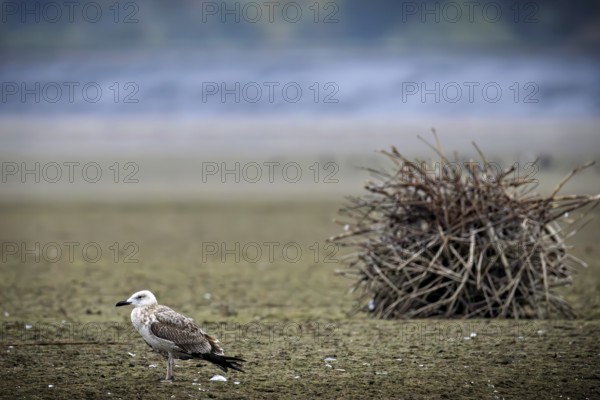Steppe gull (Larus cachinnans) standing at shallow water at twilight, Erfurt, Thuringia, Germany