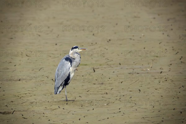 A gray heron (Ardea cinerea) resting in a dry place, Erfurt, Thuringia, Germany