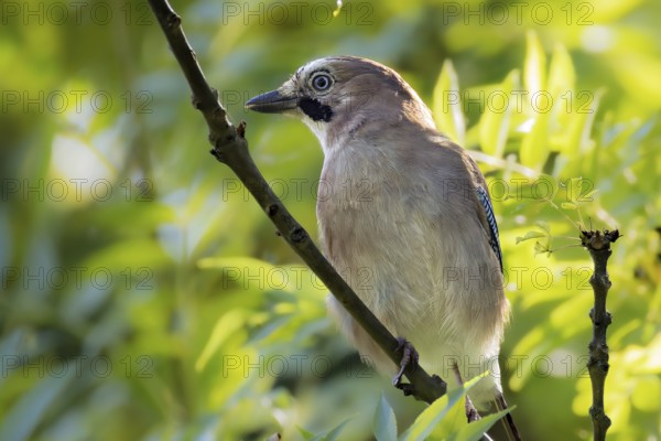 Eurasian Jay (Garrulus glandarius) sitting still on a branch, Erfurt, Thuringia, Germany