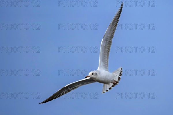 Black-headed gull (Chroicocephalus ridibundus) flying high above the blue sky, Erfurt, Thuringia, Germany