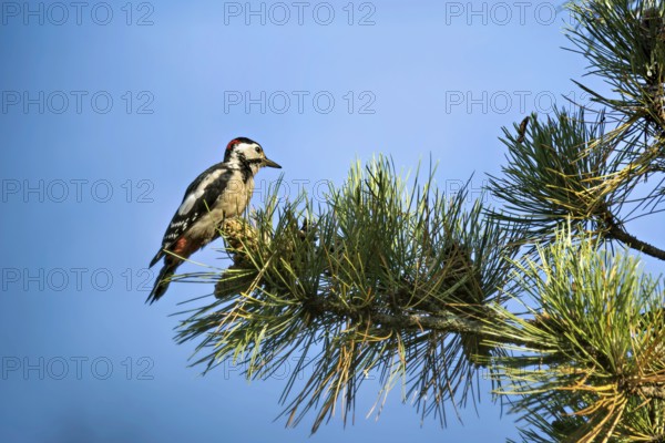 Great spotted woodpecker (Dendrocopos major) on a pine branch, Erfurt, Thuringia, Germany