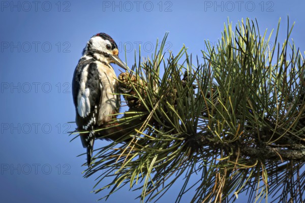 Great spotted woodpecker (Dendrocopos major) sitting on a branch in the trees, Erfurt, Thuringia, Germany