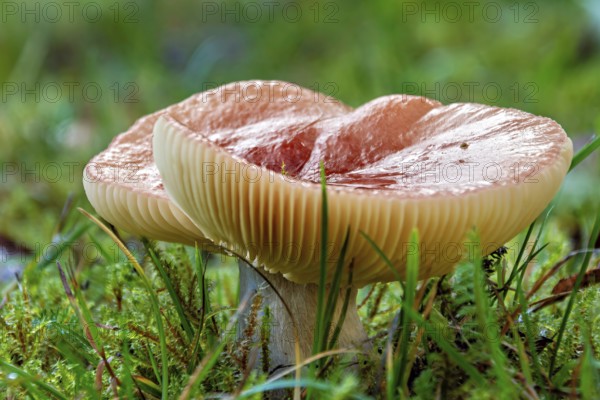 Mushroom growing in moist grass, Erfurt, Thuringia, Germany