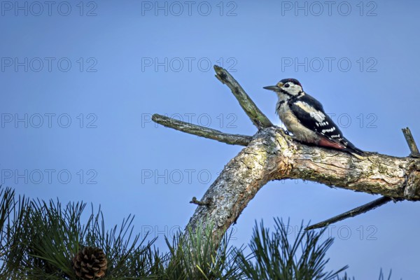 Great spotted woodpecker (Dendrocopos major) enjoying the sun in the forest, Erfurt, Thuringia, Germany