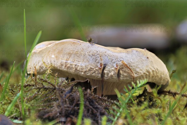 A large mushroom grows in green grass, Erfurt, Thuringia, Germany