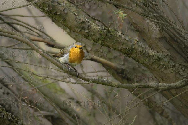 A robin (Erithacus rubecula) discovers the surrounding area in the garden, Erfurt, Thuringia, Germany