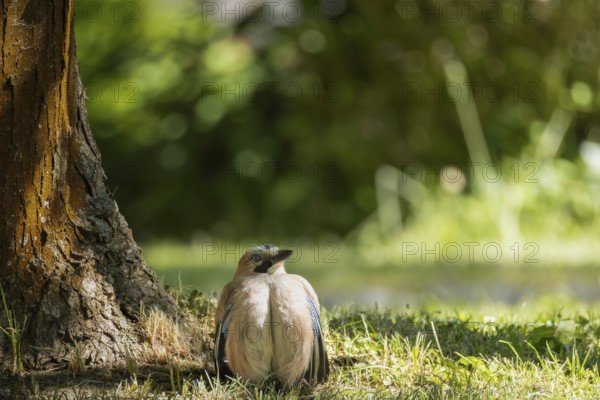 Eurasian Jay (Garrulus glandarius) resting in the shade of a tree, Erfurt, Thuringia, Germany