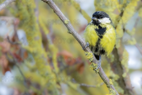 A great tit (Parus major) sits on a branch, Erfurt, Thuringia, Germany