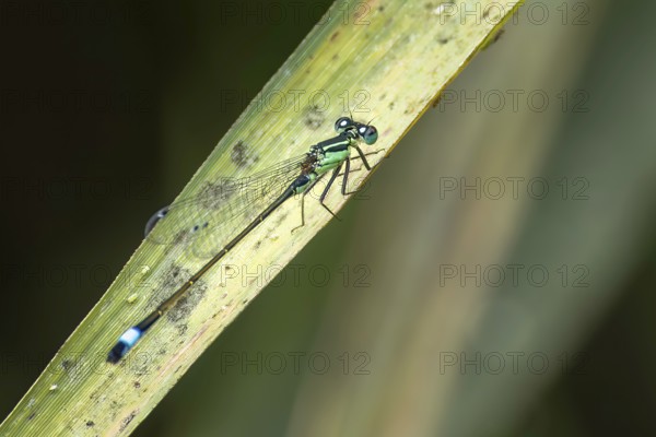 A dragonfly (Ischnura elegans) resting on a leaf in the wild, Erfurt, Thuringia, Germany