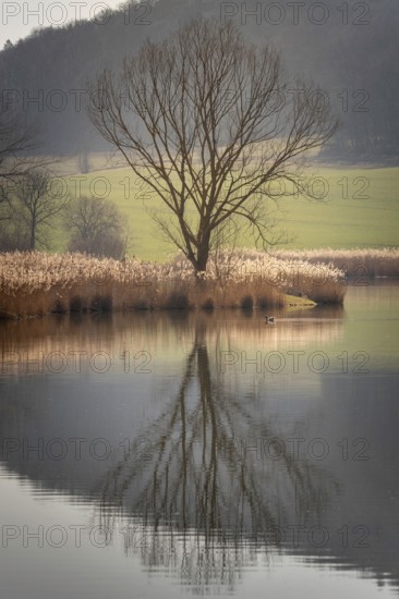 Still lake with reflecting tree in the background, Erfurt, Thuringia, Germany