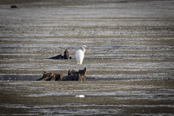A great egret (Ardea alba) moves along the shore, Erfurt, Thuringia, Germany