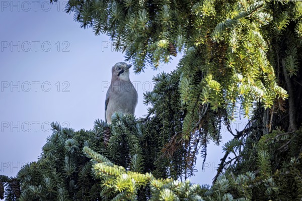 Eurasian Jay (Garrulus glandarius) sitting in a Christmas tree, Erfurt, Thuringia, Germany