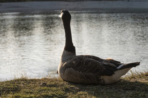 A Canada goose (Branta canadensis) sits on the shore of the lake and is resting, Erfurt, Thuringia, Germany