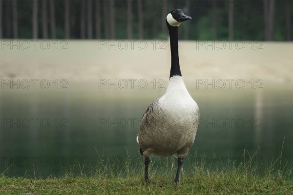 Canada goose (Branta canadensis) stands on the banks of a still body of water, Erfurt, Thuringia, Germany
